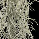 Tillandsia usneoides / Spanish moss - ~ 50cm -  Air Plants - House Plant