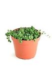Shop Succulents String of Pearls Hanging Succulent, Senecio Rowleyanus, Fully Rooted Live 4" Succulent Plant, Low Maintenance Indoor Plant, Hardy Succulents, Trailing Succulents, Gift & Garden