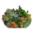 FATPLANTS 10 Low Maintenance Pet Friendly 3" Succulent Plant Desktop Plant w/ Air Purifying Qualities for Outdoor Use | 3 H in | Wayfair 10C