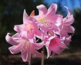 LIVE GREEN Amaryllis Lily Flower Bulbs Pack Of 2 Bulbs (Pink), (LIVE-BULB01)