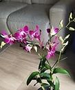 Live orchid plants with flowers,Orchid plant (Pack of 2 With Pot)