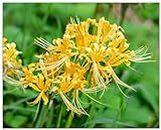 Lycoris Radiata Bulbs for Planting Lily - Bonsai Bulbs Flower Spider Lily Garden Flower Plants (5 Bulbs,Yellow)