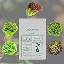 City Greens Lettuce Mix Seed Combo (Imported)| For Home Garden | Hydroponic Lettuce Seeds - Lollo Rosso | Red Oak | Green Oak | Butterhead | Batavia - 20 Seed Each (Total 100 Seeds).
