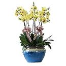 Yellow Butterfly Orchid Seeds 20pcs (Phalaenopsis Aphrodite) Organic Moth Orchid Flower Fresh Premium Plants Seeds for Planting Garden Indoor Yard