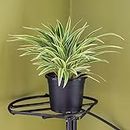 SEEDITO Live Plant Indoor/Outdoor Spider (Chlorophytum) Easy to Maintain (1 Healthy Live Fruit Plant)