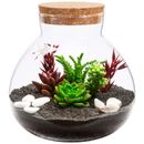 Air Plant Terrarium Glass Globe with Cork Lid for Home Garden Decoration