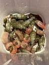 50+ Assorted Aquatic Snails: Bladder,  Trumpet, Ramshorn Snails + 1  FREE PLANT