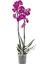 Pink Purple Blooming Phalaenopsis Orchid - Live Potted Orchid Plant - 2 stem in 10-12cm Pot - 50-60cm Tall