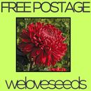 LOCAL AUSSIE STOCK - Red Chrysanthemum, Flower Seeds ~10x FREE SHIPPING