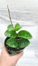 Hoya Chelsea  live rare house plants in 4 inch nursery planted pot