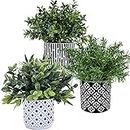Winlyn 3-Pack Artificial Potted Plants - Faux Eucalyptus, Rosemary, Boxwood Greenery in Small Black & White Geometric Concrete Pots -Desk, Table, Shelf, Windowsill Decor for Indoor Outdoor Home Office