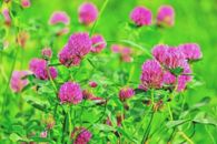 RED CLOVER 10,000 seeds BEE + BENEFICIAL BUG ATTRACTING lawn grass GREEN MANURE