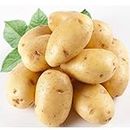 SwansGreen Potato Seeds Anti-wrinkle Nutrition Green Vegetable For Home Garden Planting Potato Seeds Absorbing Radiation 10 Seeds/Pack