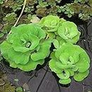 OhhSome Aquatic Plant Pistia Water Lettuce Cabbage Fresh For Aquarium Or Fish Pond Waterlettuce (Healthy Live Plant), Green Plant