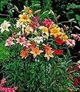 GARTHWAITE NURSERIES® : - UK Stockist.Mixed Asiatic Lily Bulbs Offer Colourful Garden Perennial Fantastic Deal (10)