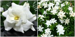 Frost Proof Gardenia  Live Plant - Great Fragrance - Evergreen 7 to 10" tall