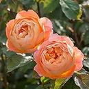 2pcs Rose seedlings Rosa odorata Rose Living Plant for Home and Garden and Yards Planting Easy to Grow and Plant