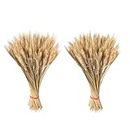 Dried Wheat Stalks, Dried Wheat Sheaves, Dried Wheat Stems Bunch, Wheat Bunch Dried Flowers, Natural Wheat Stalks Bundle, Artificial Flowers Bouquet Grass Flora for DIY Craft, Home Table, Wedding