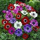 Votaniki Anemone De Caen Mix Bulbs - Long Lasting Vibrant and Colorful Flowers for Garden - Perennial, Fast Growing Anemone Flower Bulbs for Planting (12 Pack)