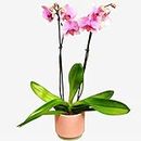 Pink Phalenopsis Orchid Houseplant Real Indoor Plant for Office, Home, Bedroom, Kitchen and Living Room, Perfect for Clean Air, Delivered Next Day