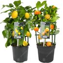 Lemon & Orange Tree Combo Fresh Live Indoor Citrus House Plants in 12 cm Pots