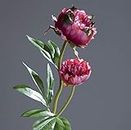 Pfingstrose mit 2 Blüten 60cm Fuchsia DP Kunstblumen Seidenblumen künstliche Blumen Päonie