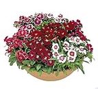 Plant House Live Mix Dianthus Bunch of 7 Mix Flower Plants in Big Round Pot