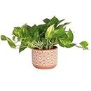 Costa Farms Live Pothos Plant, Easy Grow Vining Live Indoor Houseplant, Air Purifying Trailing Plant in Indoor Garden Plant Pot, Housewarming Gift, Room, Home Decor, 10-12 Inches Tall