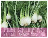 950+ Fennel Seeds 'Florence' | Heirloom, Non-GMO, Vegetable Gardening Seed, USA