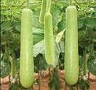 Edịble Long Bottle Gourd SéẹDs/Asian Indian Opo Squash/Dudi/Calabash/Long Melon - 10 SéẹDs Seeds_Easy_Grow