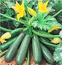 Gromax India Summer Squash Green zucchini Seed F1 Hybrid Long Zuchhini Vegetable Seeds Best For Home Gardening & Planting (Pack Of 20 Seed) (Green)