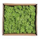 Warmiehomy Artificial Moss, Outdoor Fake Green Lichen Plants for Home, Garden, Patio Decoration Realistic Looking Garden Synthetic Turf 130g (Light Green)