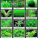 Promotion! 200seeds 12 Kinds Mixed Seeds Aquarium Fish Tank herbe Indoor Water Watch Belle aquatique Plantes à graines