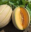 Ritz Farming® Musk melons seeds | Sporos Muskmelons Seed | fruit seeds For Your Garden and home planting Pack of 100 seeds