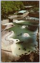 San Diego Zoo, California Vintage Postcard, Sea Lion Pool