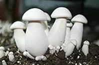 Grenfel® Mushroom 790 Gm White Milky Mushrooms 1st Generation Spawn/Seeds Mycelium +Medicine kit Spores Edible CO2 Variety