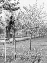 A farmer stands on a ladder and pruns a flowering fruit tree 1958 Old Photo