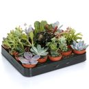 Succulent Mix - 20 Plants - House / Office Live Indoor Pot Plant - Ideal Gift