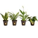 Costa Farms Live Plants (4 Pack), Easy to Grow Real Indoor Houseplants, Exotic Angel Clean Air Indoor Plant Collection, Grower's Choice in Indoors Garden Planter Pots, New House Gift or Room Décor