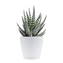 EverSneh Real Live Zebra Plants Haworthias Succulent - Low Maintenance Indoor air Purifier Live Plant for Home Decor and Gifting Purpose Black Nursery Pot