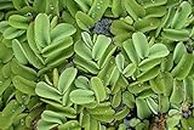 Greenwise Watermoss (Salvinia natans) Live Aquatic Plants Rare Plant - Water Moss Live Plant for Pon