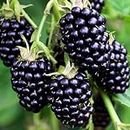GREEN MAGICIAN BlackBerry Fruit High Yield Hybrid Rare Fruit Live Plant