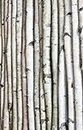 Decorative Birch Poles 6ft (4 Poles 1 1/2"-2 1/2" dia.)