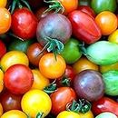 100Pcs Mix Rainbow Cherry Tomato Seeds Colorful Heirloom, Dwarf Tomato Seeds for Planting Home Garden