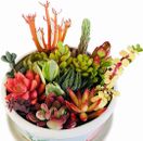 10 Assorted Succulent Cuttings Clippings for Dish Garden Terrariums Mini Fairy