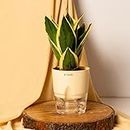 KYARI Sansevieria Golden Hahnii Snake Live Indoor Plant with Cream Self Watering Pot, Best for Living Room, Kitchen, Bedroom, & Office Table, Easy to Care & Maintain, Sturdy Packaging