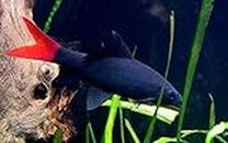Aquarium Plants Discounts Redtail Shark Fish 2 inches - Freshwater Live Tropical Fish