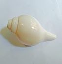 J.J.H. Authentic Blowing Conch (Shankh) 4.5 inches