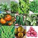 Seed Basket Winter Native Vegetable Seeds Kit (10 Pack) for Home Garden- Pack of 10 Verities