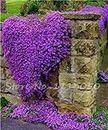 100 Pcs/bag Creeping Thyme Seeds or Rare Color Rock Cress Seeds - Perennial Ground Cover Flower ,Natural Growth for Home Garden 8